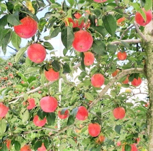 [가정용] 사과 5kg (11~12과)